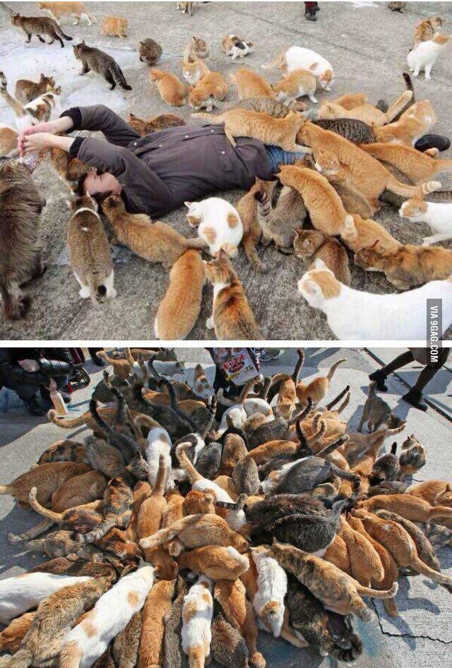 Funny image of man surrounded by many cats