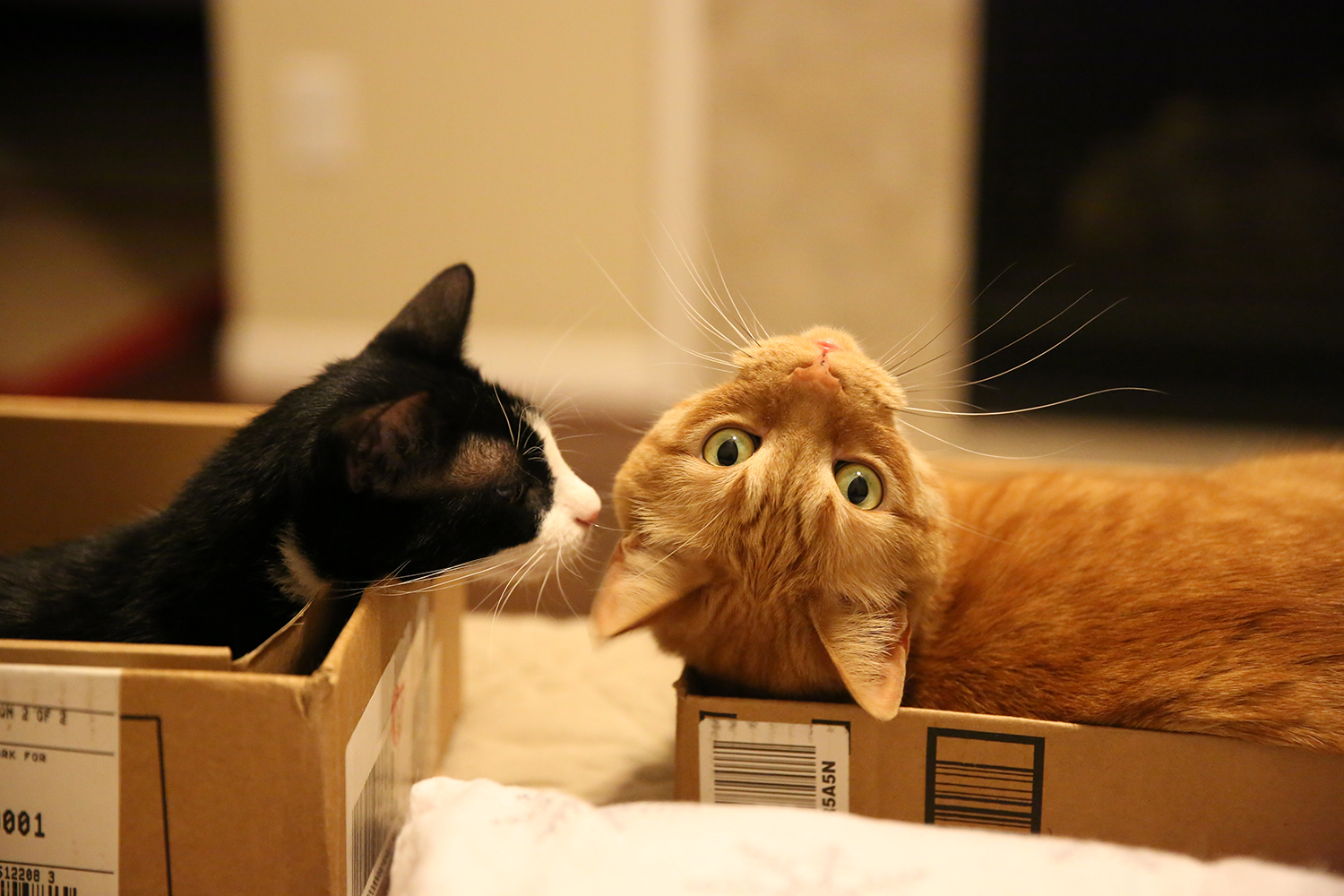 Photo of two cats relaxing in cardboard boxes