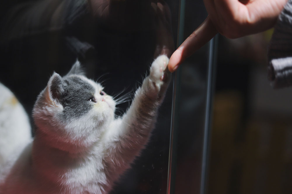 Photo of a cute cat putting it's paw on a human's hand