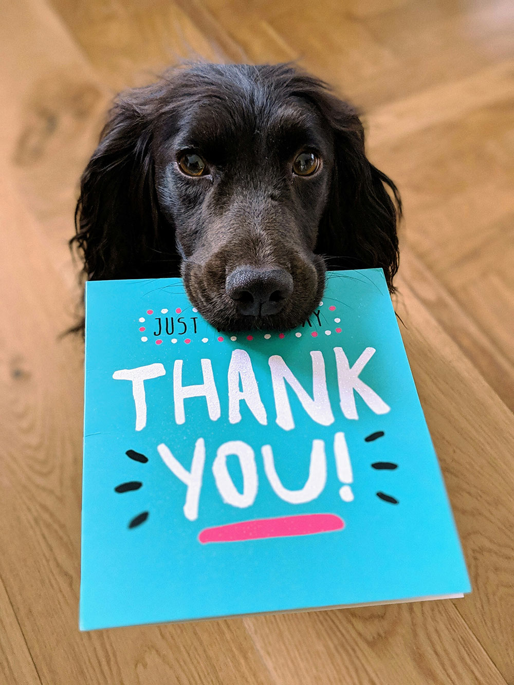 Thankful, friendly dog holding a 'thank you card' in it's snout